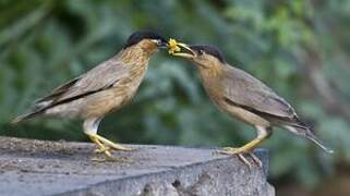 Brahminy Starling