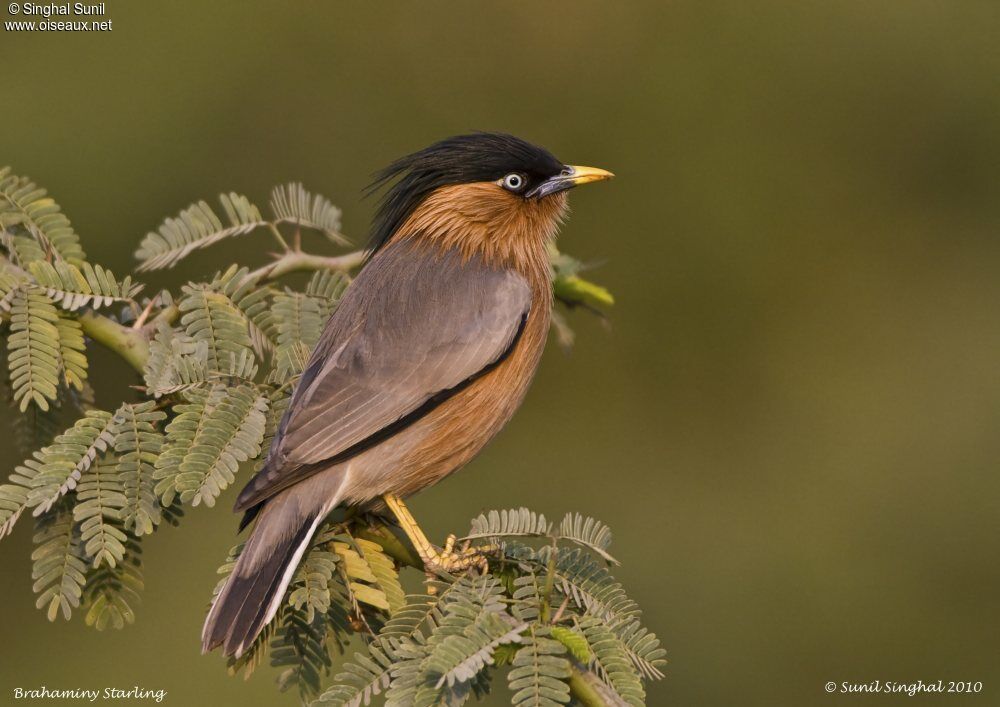 Brahminy Starlingadult, identification