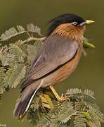 Brahminy Starling