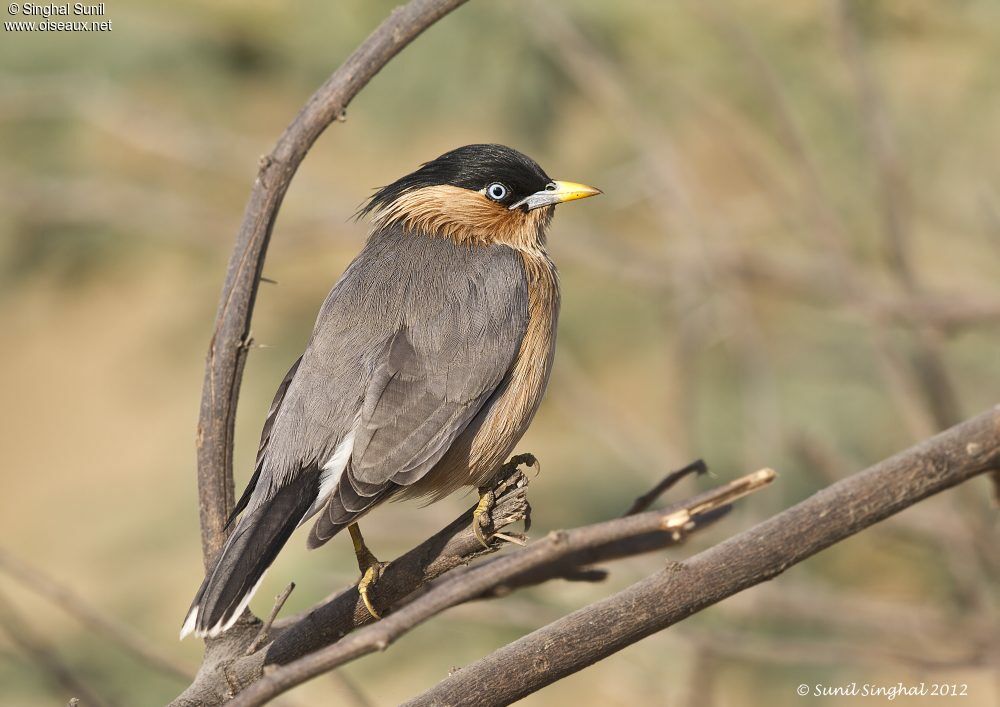 Brahminy Starlingadult, identification