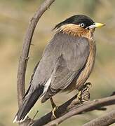 Brahminy Starling