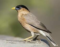 Brahminy Starling