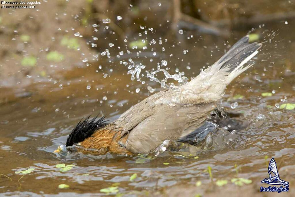 Brahminy Starling