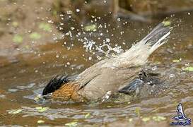 Brahminy Starling