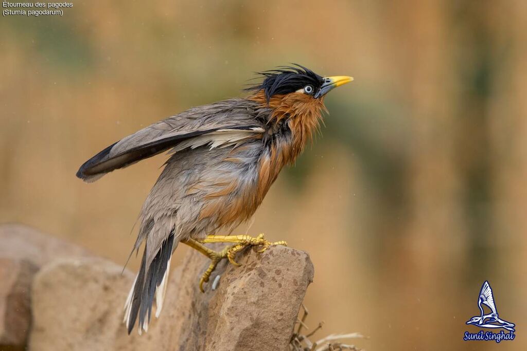 Brahminy Starling, identification, close-up portrait, Behaviour