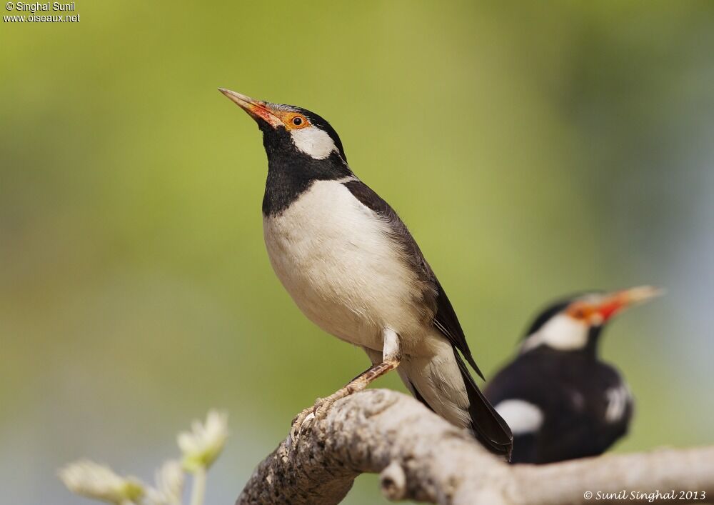 Pied Mynaadult, identification