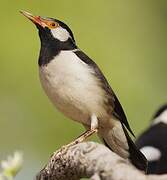 Indian Pied Myna