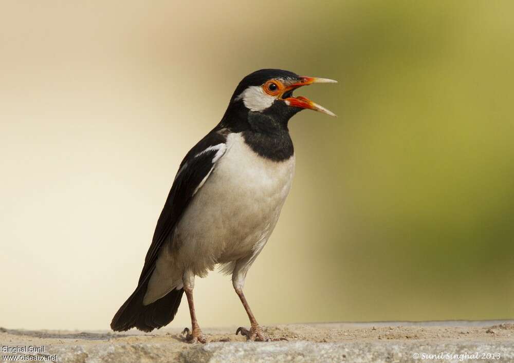 Pied Mynaadult, identification, Behaviour