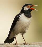 Indian Pied Myna