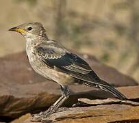 Rosy Starling