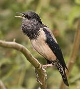 Rosy Starling