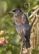 Rosy Starling