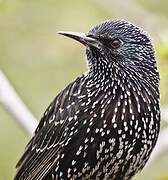 Common Starling