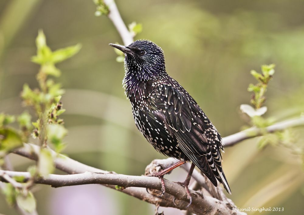 Common Starling