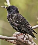 Common Starling