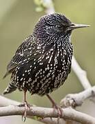 Common Starling