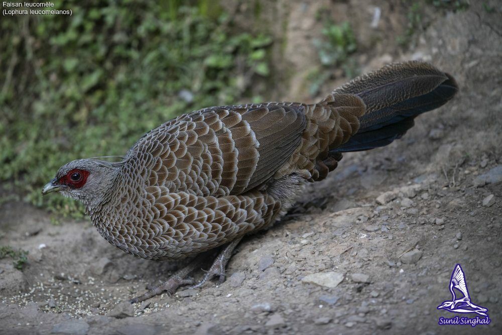 Faisan leucomèle femelle adulte, identification