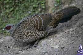 Kalij Pheasant