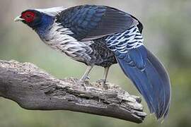 Kalij Pheasant