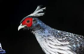 Kalij Pheasant