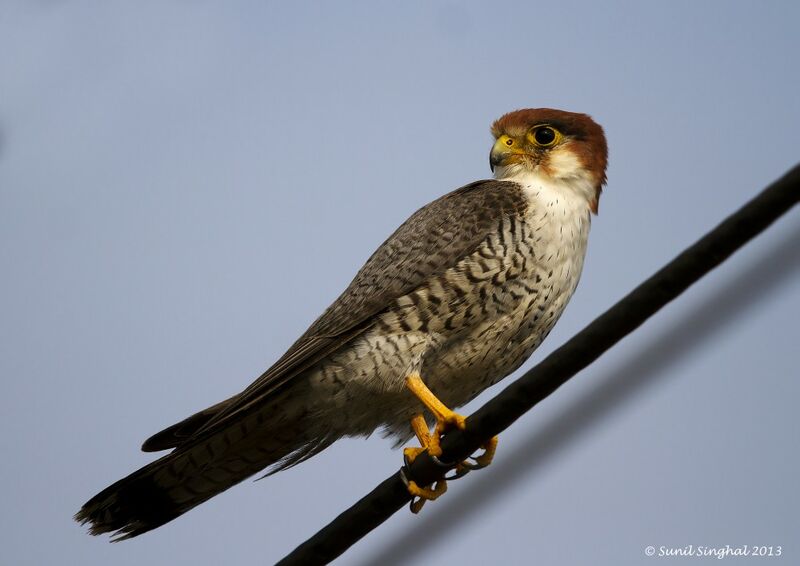 Red-necked Falconadult, identification
