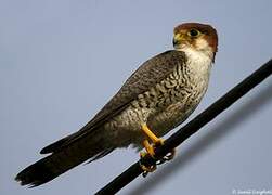 Red-necked Falcon