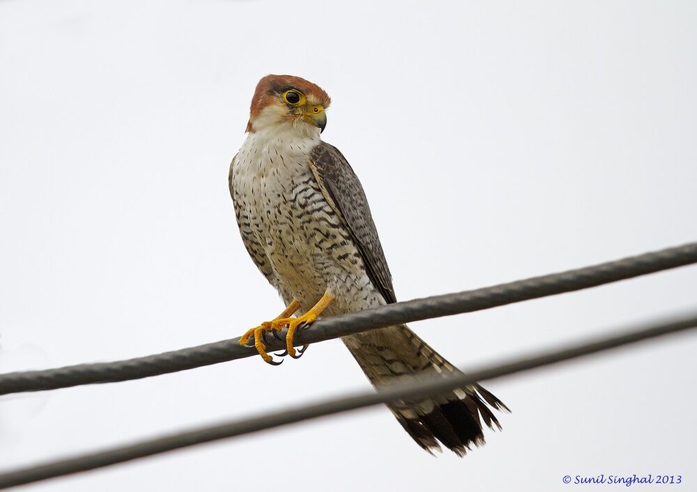 Red-necked Falconadult, identification