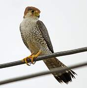 Red-necked Falcon