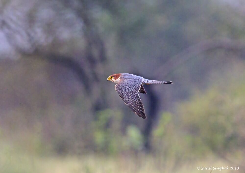 Red-necked Falconadult, Flight