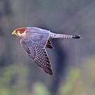 Faucon chicquera