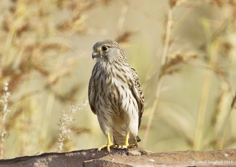 Common Kestrel