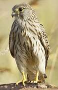 Common Kestrel