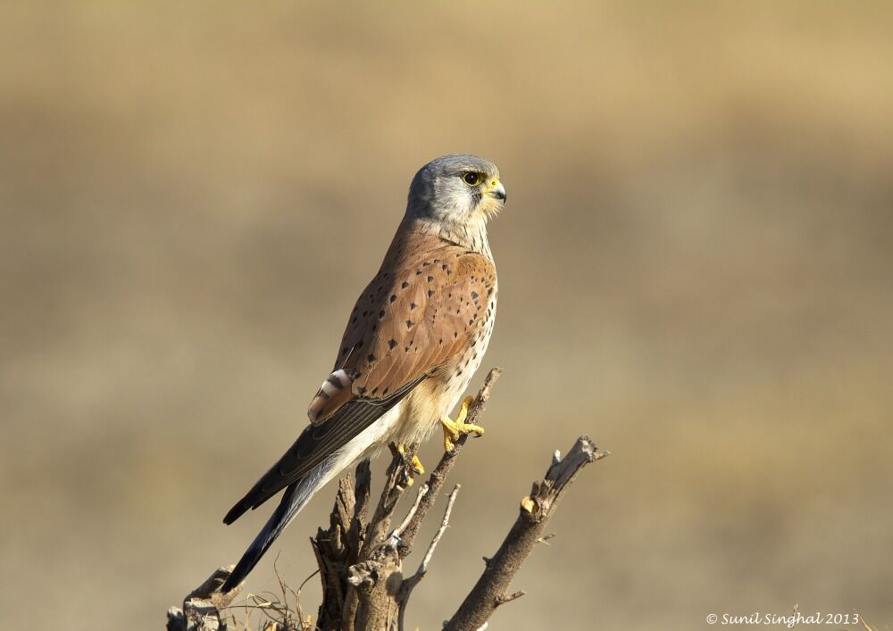 Common Kestrel