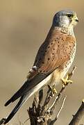 Common Kestrel