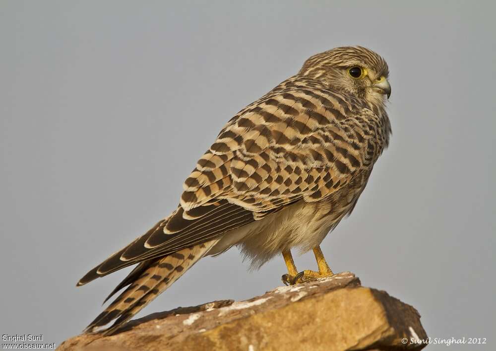 Faucon crécerelle femelle 2ème année, identification