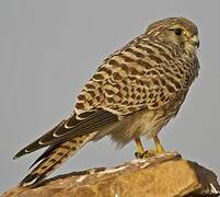 Common Kestrel