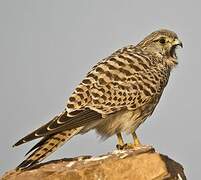 Common Kestrel