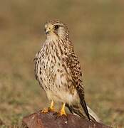 Common Kestrel