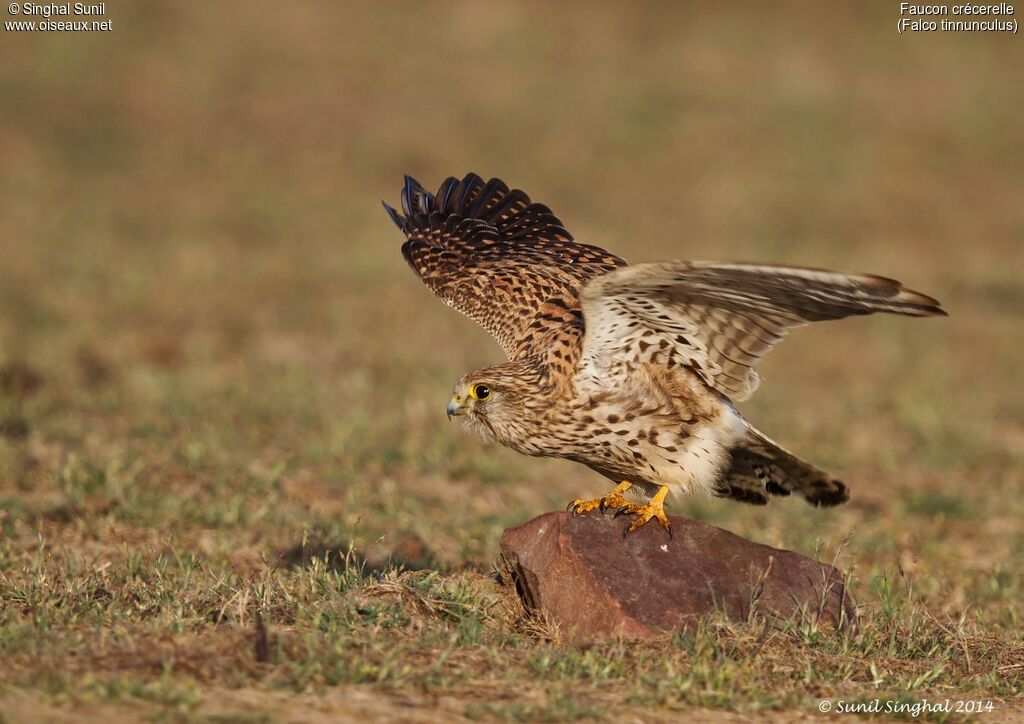 Common Kestrel female adult, identification, Reproduction-nesting