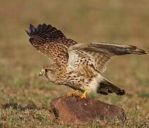 Common Kestrel