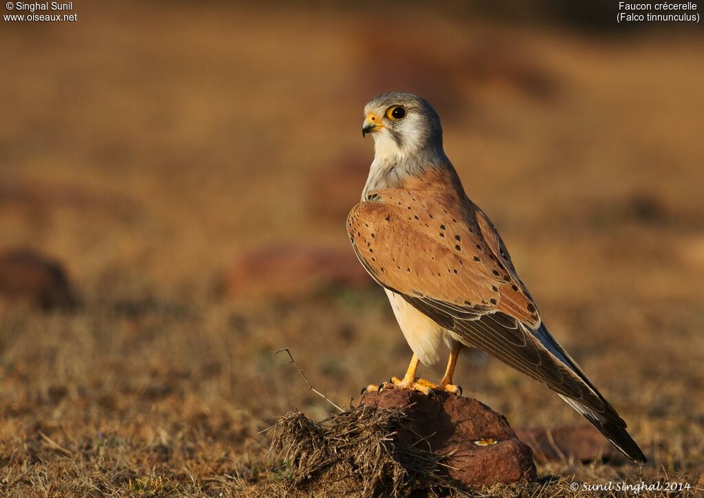 Common Kestrel male adult, identification