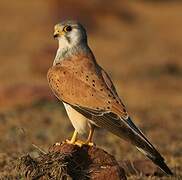 Common Kestrel