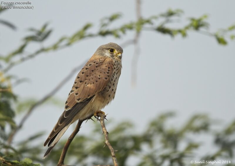 Common Kestrel male adult, identification