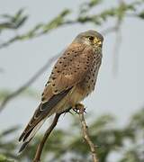 Common Kestrel