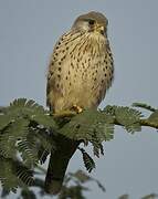 Common Kestrel