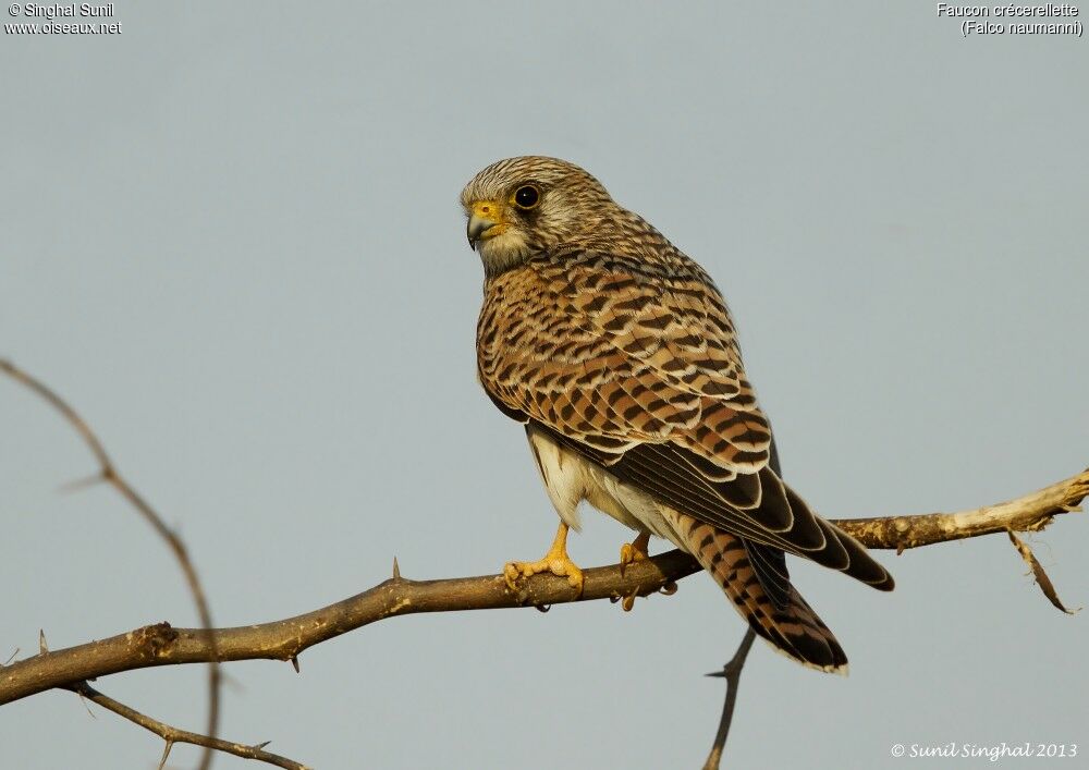 Faucon crécerelletteadulte, identification