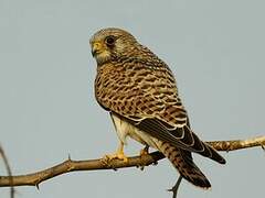 Lesser Kestrel