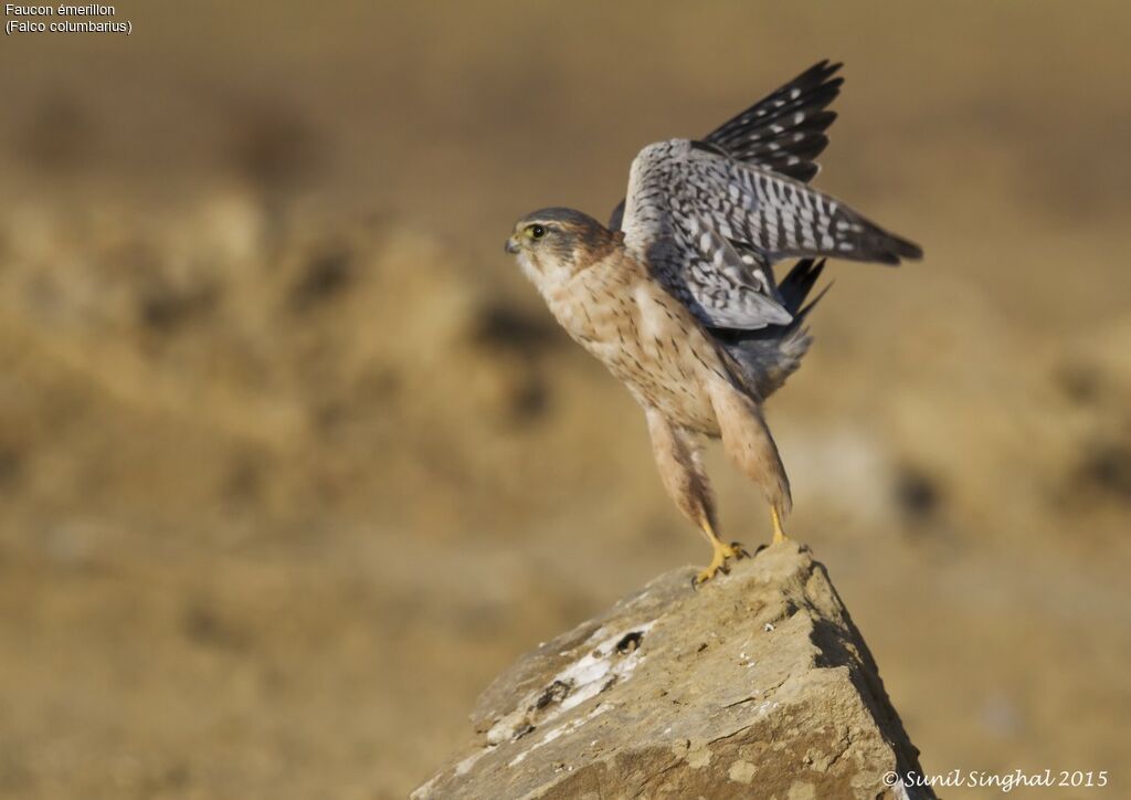 Faucon émerillonadulte, identification, Comportement