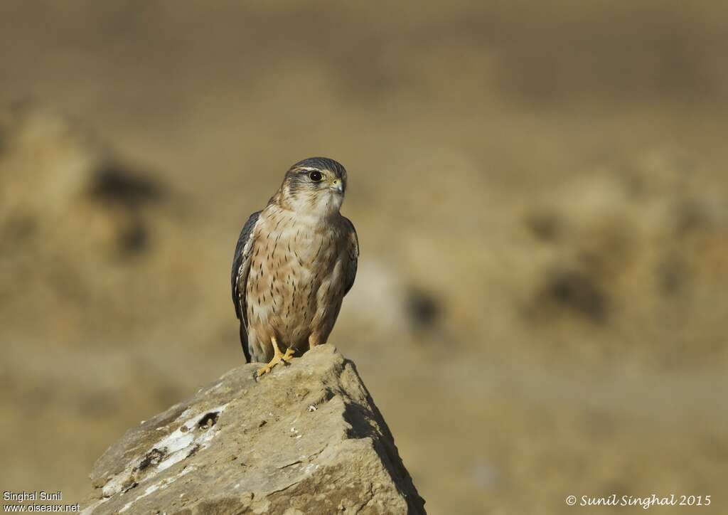 Merlin male adult, identification