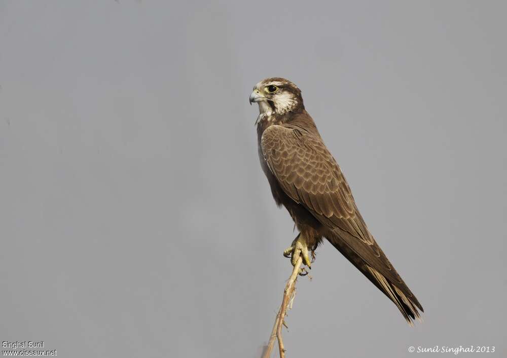 Laggar Falconjuvenile, identification